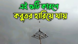 এই ৫টি ভুলগুলো করলে কবুতর হরিয়ে যাবে?| কবুতর হারিয়ে গেলে কি করব | কবুতর হারিয়ে যায় কেন | Kobutor