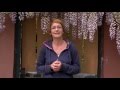 Lilaakác (Wisteria sinensis) - Kertbarátok - Kertészeti TV - műsor