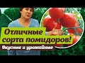 Урожайные и вкусные сорта помидоров