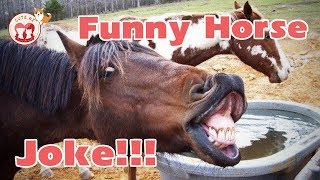 Funny Horse Vine - Funny moments of Horse Compilation May 2019