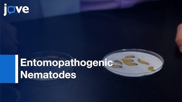 Rearing Of Entomopathogenic Nematodes l Protocol Preview
