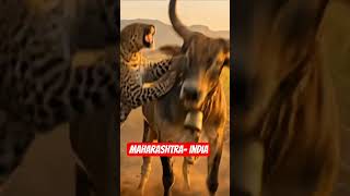 🇮🇳 🐆👹🐂UNBELIEVABLE: Leopard Hunts Bull in Maharashtra Farm! | Animal Invariants  #shorts