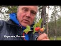 Северный апельсин. Сперва краснеет, потом желтеет. Карелия, Россия.