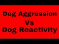 The difference between dog aggression and dog reactivity and how to deal with both