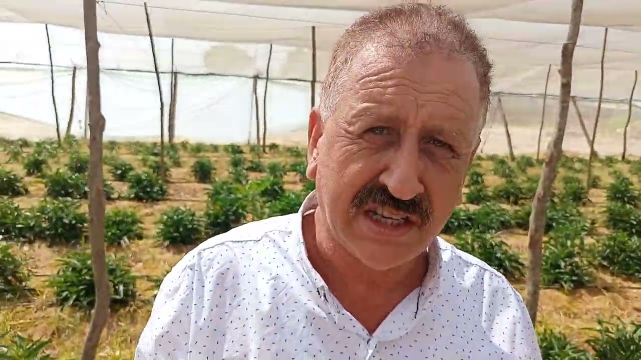 محصول أدخل جديداً لمصر الببينو