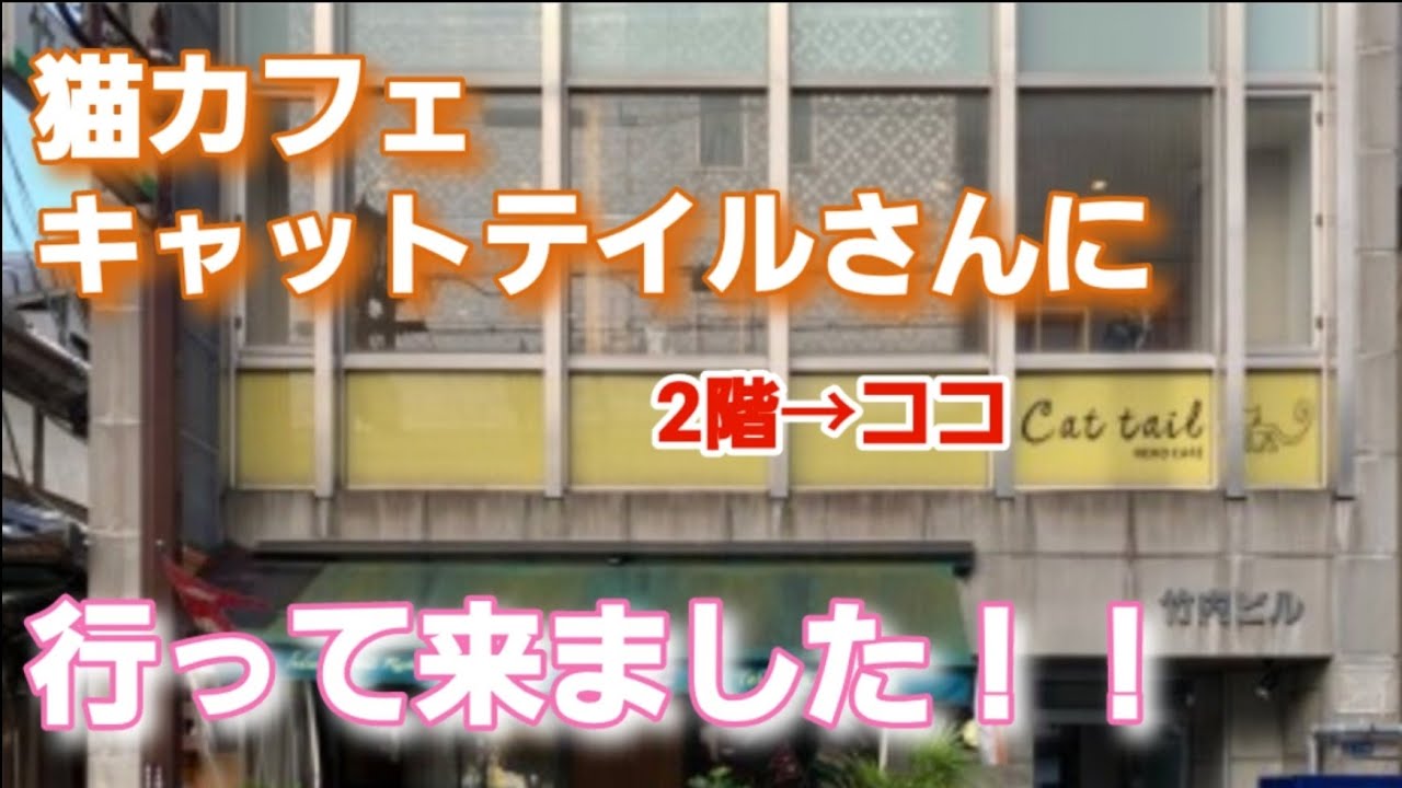 大阪心斎橋の猫カフェ Cat Tail さんに行ってきました Youtube