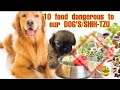 10 FOOD DANGEROUS TO DOG | SHIH-TZU NOT TO EAT