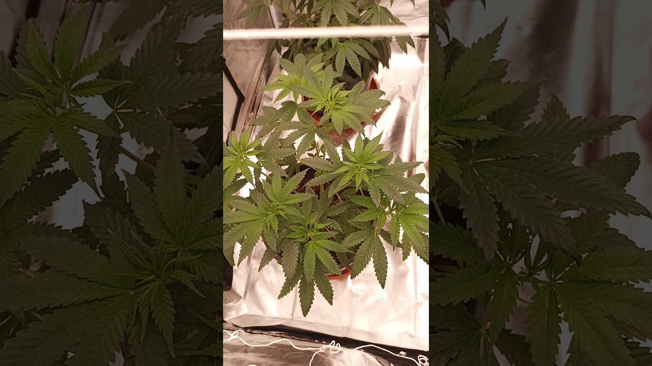 Permanent midnight by James loud genetics