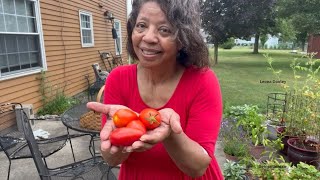 Morning Tomato Harvest | Homemaking with Denise