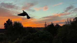 enjoy waking up  in the English rural countryside - 30 minutes of soothing nature and birds ASMR