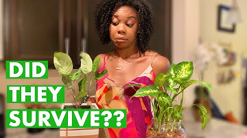 Update on Semi Hydro Plants | 1 and 2 Month Progress