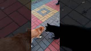 Кормим бездомных животных! У собак свадьба!? Ч2 Кормим бездомных животных! У собак свадьба!? Ч2