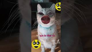 Bilmem Mi Kedi̇ Versi̇yon