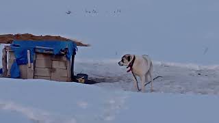 Koyun Kuzu Birlikte Yaymayı Düşünüyorum