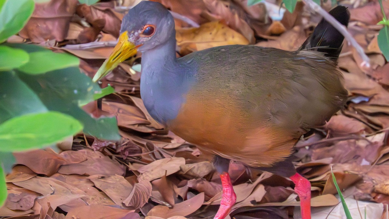 Saracura-três-potes - Aramides cajaneus marcando presença no fim da tarde.