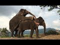 Excellent Views Of Elephant Sexually Assaulted || Discovery-TV