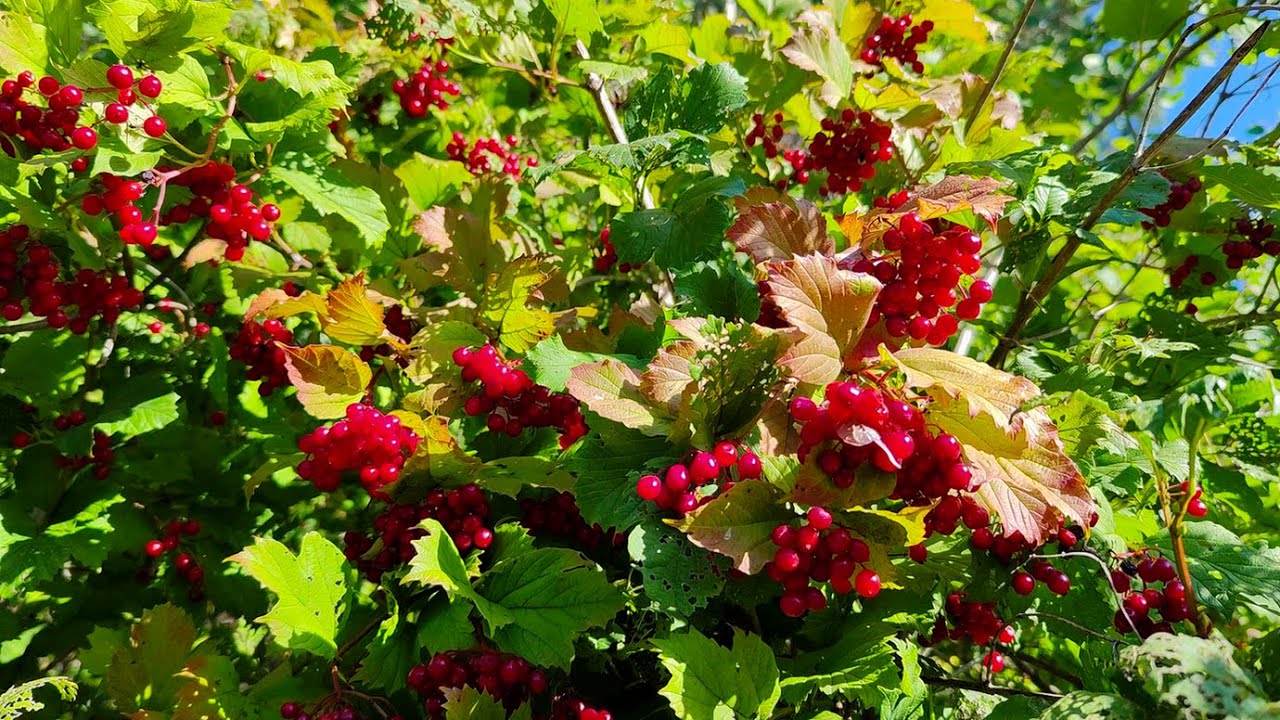 Красиво спеет калина - YouTube