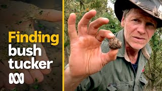 Eating native bush foods and medicines along an ancient riverway | ABC Australia