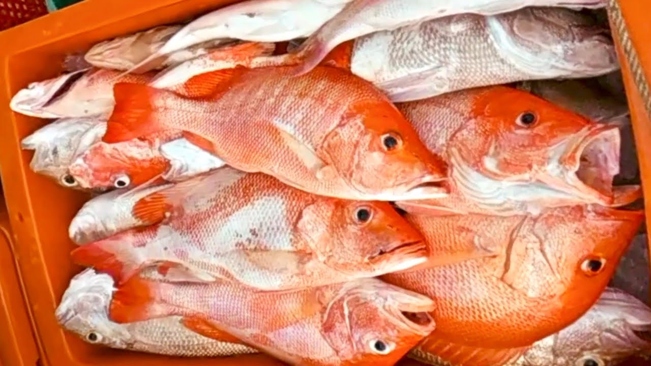 ikan merah,ibu kerisi dan kerapu makan keliling bot,obses pada cuaca hujan gerimis 