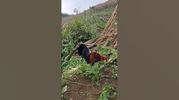 gà rừng số 1 đỉnh cao.qaib qus tug 1 khav tiag tiag