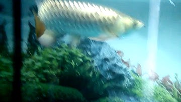 Cá rồng ăn thạch thùng