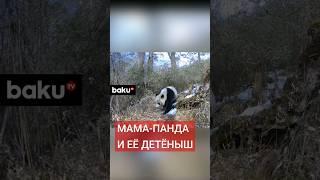 Мама-панда и ее детеныш попали на камеру в дикой природе в китайских лесах