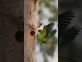 Too Cute to Ignore 💚 #birds #wildlife #nature #youtubeshorts #shorts