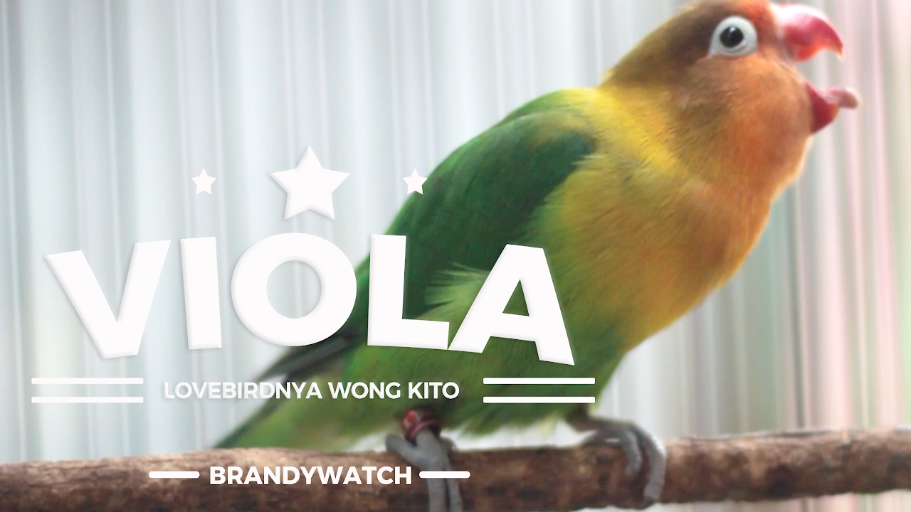 Brandywatch Kisah Sedih Lovebird Viola Terlantar Di Bandara