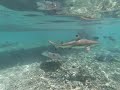Swimming with sharks and stingrays in bora bora