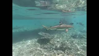 Swimming With Sharks And Stingrays In Bora Bora