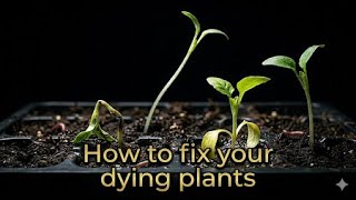 STOP Doing This! 7 Reasons Your Plants Are Dying