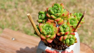 (ENG)How to Pick and Buy Healthy Succulents for Beginners?(多肉植物)(たにくしょくぶつ)