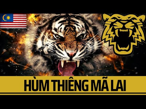 Video: Hổ Malayan: mô tả, ảnh
