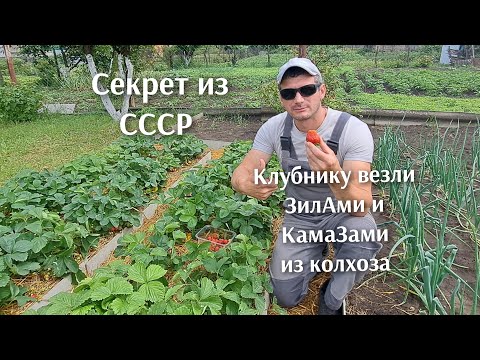 Видео: Благодаря этому секрету в СССР клубнику везли с полей КамаЗами