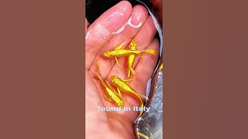 Do Goldfish Really Have 3-Second Memory #shorts #fact #quickfacts #quickminds