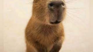 capybara