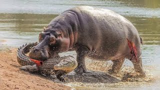 Este Cocodrilo Se Metió Con El Oponente Equivocado