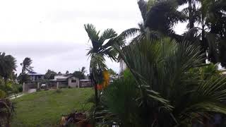 Fiji island hurricane 9th April morning 10:00 am nasoso