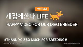 ♥happy video♥ for you/joking aside - divo,blumerle aussie fraytal by 독재자 위티 118 views 4 years ago 1 minute, 12 seconds