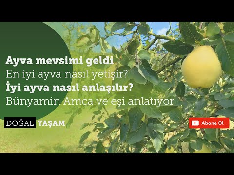 Ayva Mevsimi Geldi! | En iyi ayva nasıl yetişir?