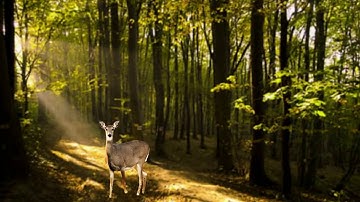 Editing with OpenShot Video Editor- Part 3 Video 6