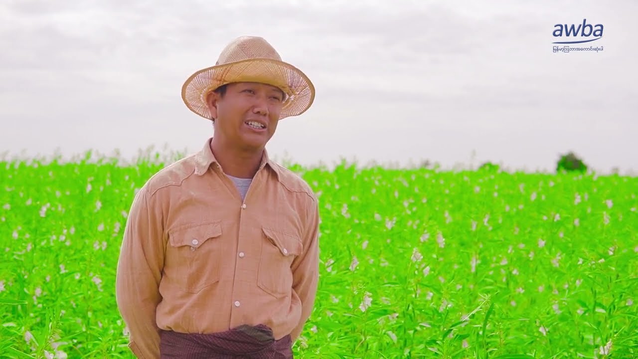 နှမ်းတွေ အသီးအပွင့်မလှိုင်ရင် ဒီအားဆေးကိုသုံးကြည့်လိုက်