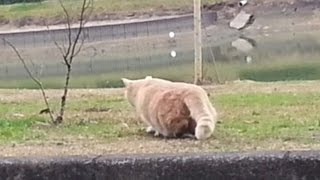 【地域猫】獲物発見！腰フリフリで獲物を狙う猫ちゃん可愛すぎ