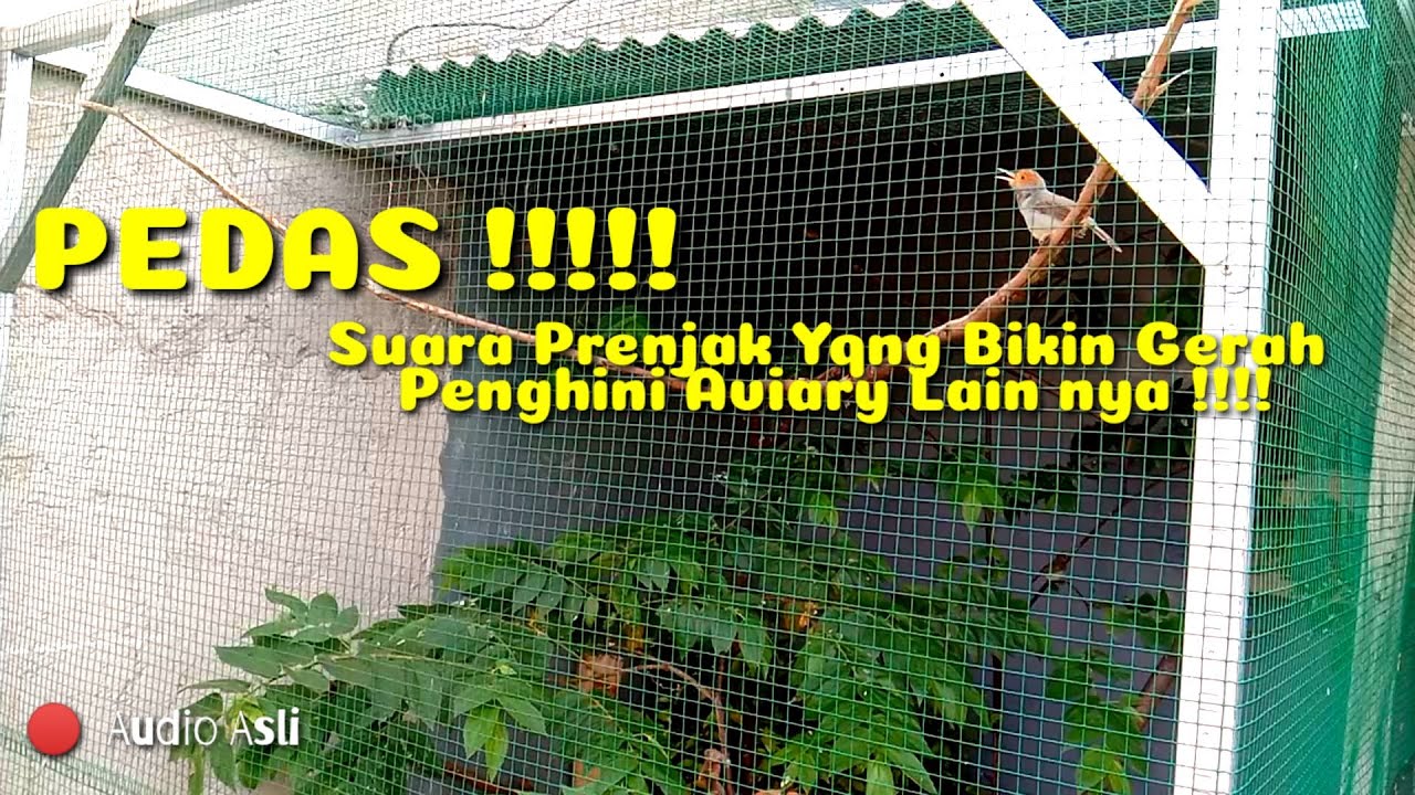 PEDAS, SUARA PRENJAK BIKIN SUASANA SEMAKIN MERIAH, LIVE DI AVIARY MINI BURCIL / BURUNG KECIL
