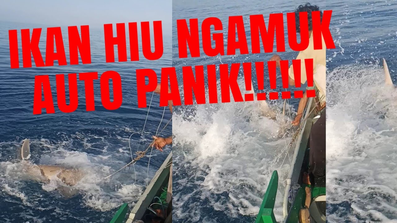 MERAWAI IKAN HIU KEMEJAN ATAU DIKENAL PARI LIONGBUN,HIU MENGAMUK KAMI AUTO PANIK!!!!!!!!!