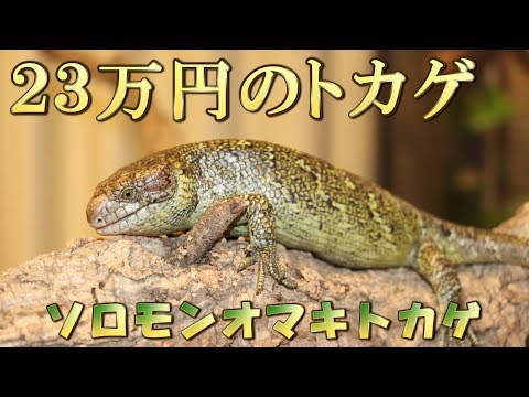How to breed Monkey tailed skink - YouTube
