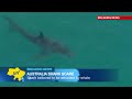 Giant Shark Video: Sighting of huge Great White Shark forces beach closures in Australia