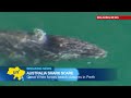 Giant Shark Video: Sighting of huge Great White Shark forces beach closures in Australia