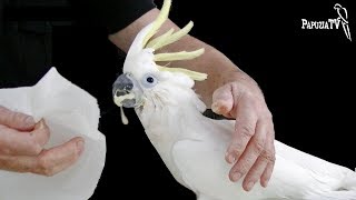 Wybór papugi - prawidłowy ręczny wychów