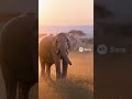 Even the heaviest heart can lift! #nature #fake #funny #cgi #soraai